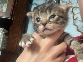 Bengal – kittens for sale – Bradford