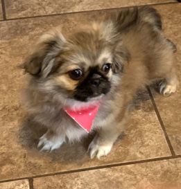 take Bella home today for Christmas 