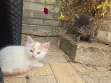Russian White, Black and Tabby – Rehoming kittens – Chicago