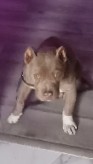 American Pit Bull Terrier – Young xl bully