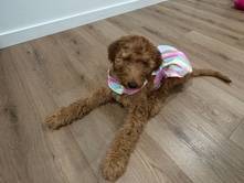 Belgian Shepherd Dog (Groenendael) - golden doodle  available for adoption in Dallas