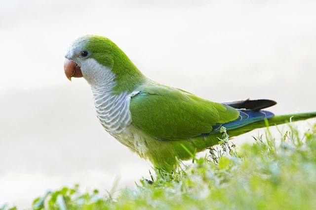 Cockatiel – cockatiel