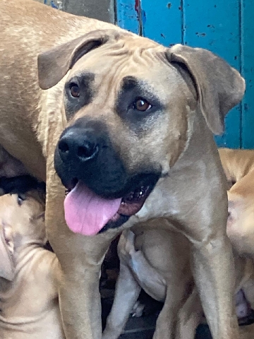 Boerboel – puppies for sale