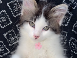 Asian – cat seller – Ampang