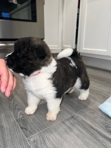 Akita – American Akita $***