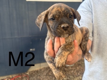Perro de Presa Canario – presa canario puppies – Lower Lake