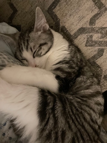 Russian White, Black and Tabby – Beautiful Grey tabby
