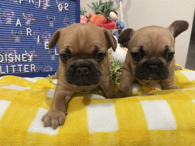 French Bulldog – Frenchies – Tyler