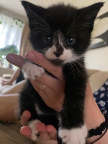 Bombay – Four Little Adorable Kittens Looking For A NewHome
