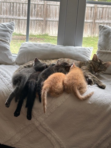baby kittens