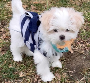 Shih Tzu – maltese puppy for sale .