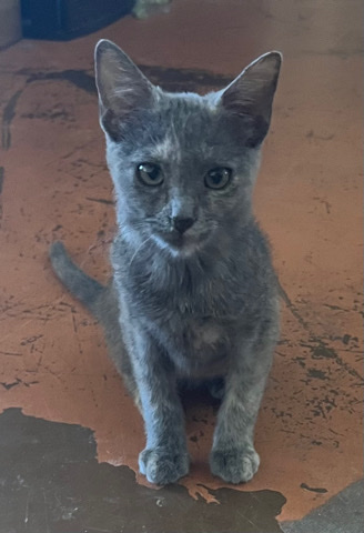 Free 10 wk Old Healthy, Sweet Girl Kitten, Olivia