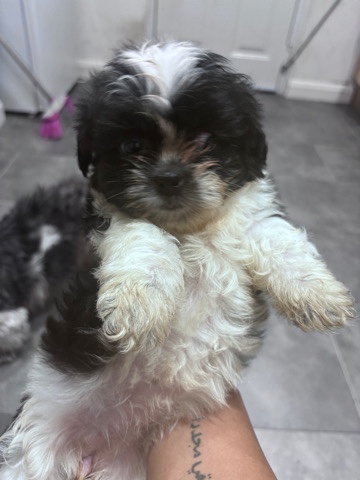 Shih Tzu – Shih Tzu Puppies