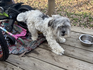 Shih Tzu – Shorkie 9 month old – Mandeville