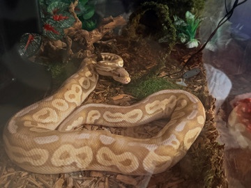 Ball Python – Ball Python – Colorado Springs