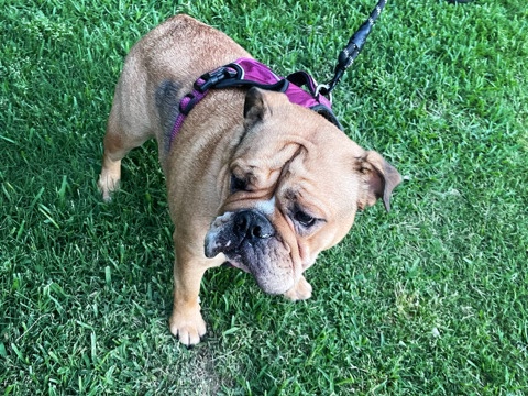 Bulldog – English bulldog