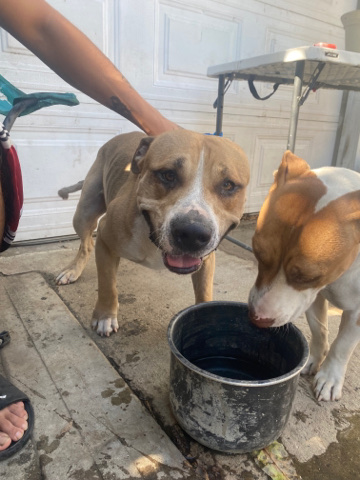 American Pit Bull Terrier – pit/boxer needs a home asap freeee