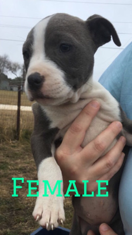 American Pit Bull Terrier – Pitbull puppies