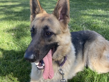 German Shepherd – Benjamin is looking for a home! – Oakland