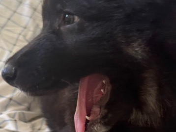 German Shepherd Puppies