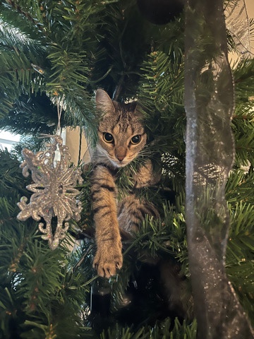 American Shorthair – Cat Rehome