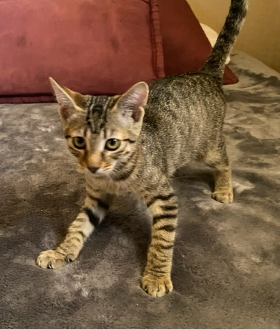 Russian White, Black and Tabby – Male Kitten