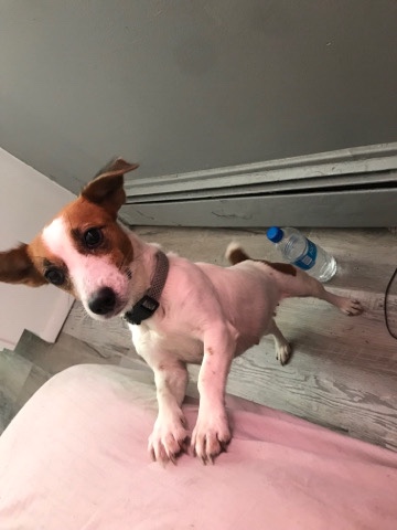 petshome%2Fadverts%2FFlCLq6u9DUyf1HdB3F12%2Fmain image