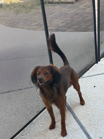 King Charles Spaniel – looking to rehome my 1 year old King Charles Bruno.