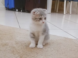 Scottish Fold – Scottish fold kitten – Dubai