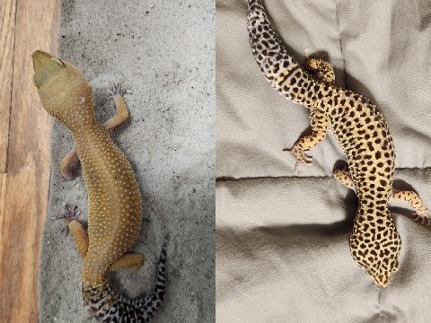 Two Female Leopard Geckos for Adoption