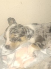 Miniature Australian Shepherd – toy Aussie/ Chihuahua