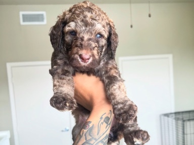 Poodle – STANDARD POODLE – Houston
