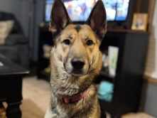 German Shepherd – Looking for a new home – Bay City