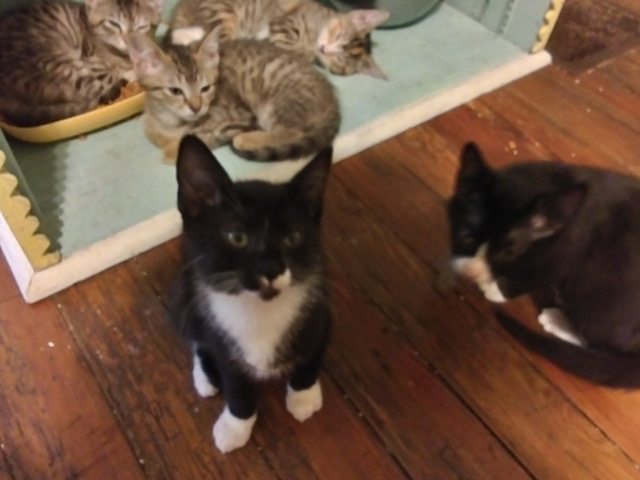 Free Kittens