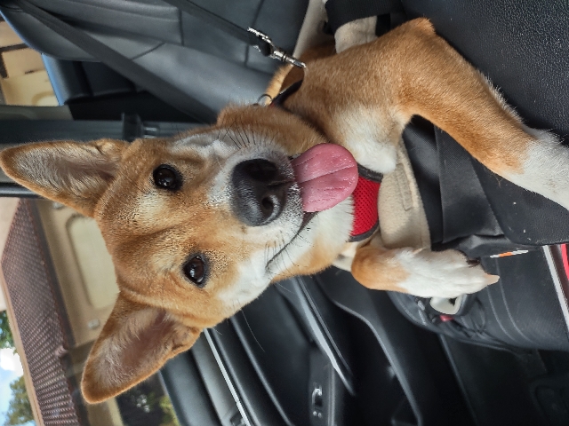 Shiba Inu – Shiba Inu