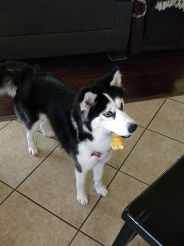 Siberian Husky – female husky