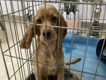 English Cocker Spaniel – dog