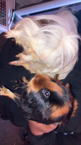 bunny and two guinea pigs