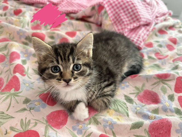 Khao Manee – kittens for sale – Birmingham