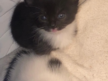 British Shorthair - black and white cats kittens   available for adoption in Glasgow