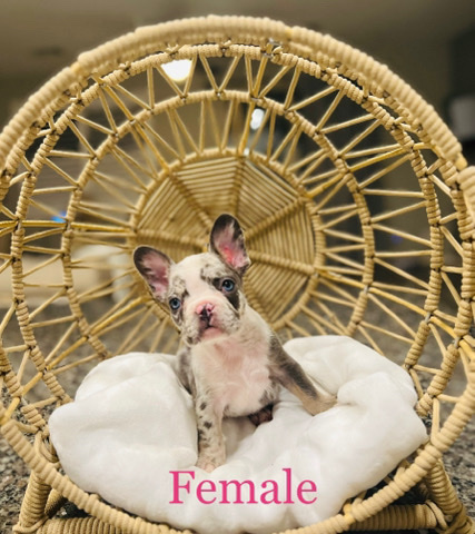 French Bulldog – French bulldogs
