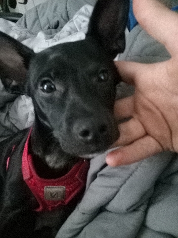 Rat Terrier – 824 west 15