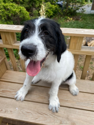 saint berdoodle