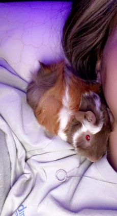 Guinea pig