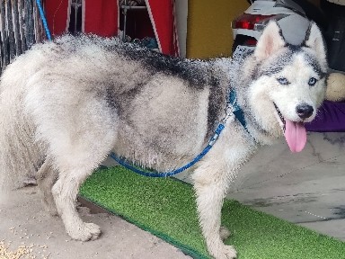 Siberian Husky – Haskhi roh blue eyes – Bhopal