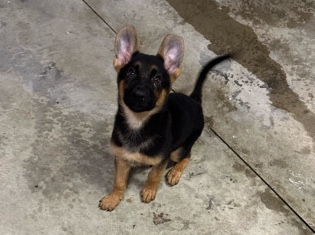 German Shepherd – 🐾 German Shepherd Pups – Ready for Their Forever – Macomb