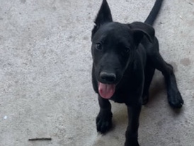 German Shepherd – Half bred german shepherd puppy for sale! – Georgetown