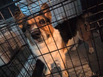 Pembroke Welsh Corgi – Sweet Corgi in need of a New Home – Jamestown