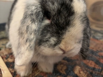 Holland Lop – 2 bonded holland lops – Charlotte