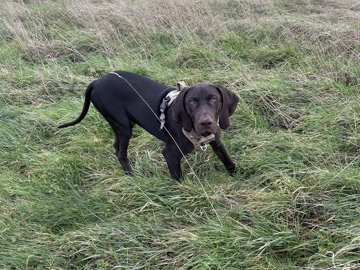 Bono – Barking